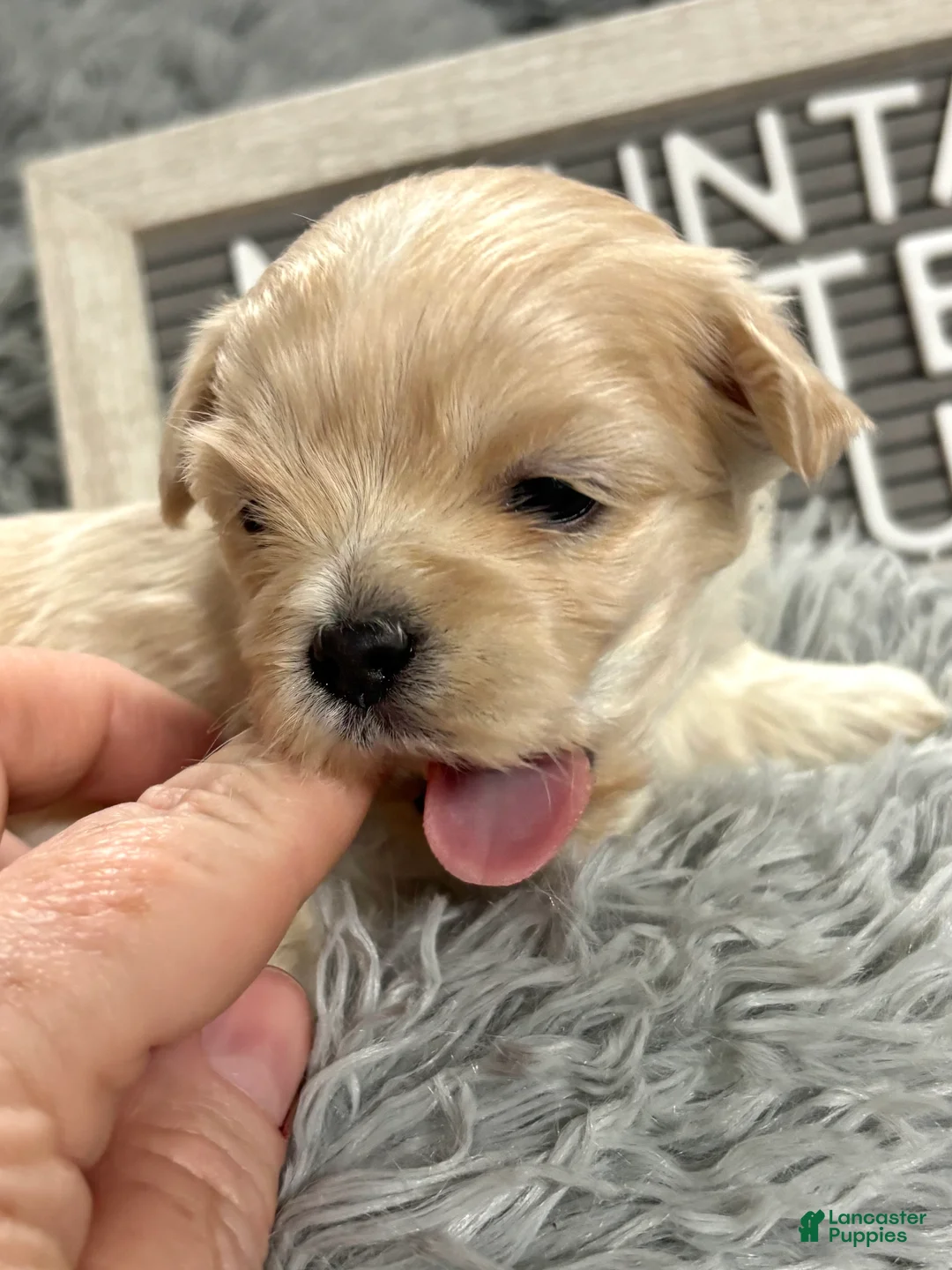 Maltipoo dogs for sale: Tiny BLUE - Ad 3