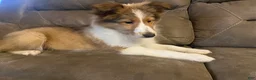 Shetland Sheepdog dogs for sale: Shetland Sheepdog Puppy 2 - Ad 11