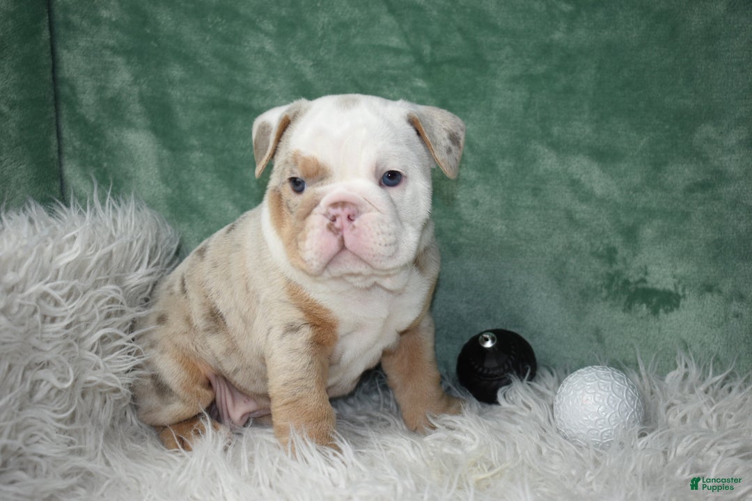 English Bulldog dogs for sale: Crystal  - Ad 4