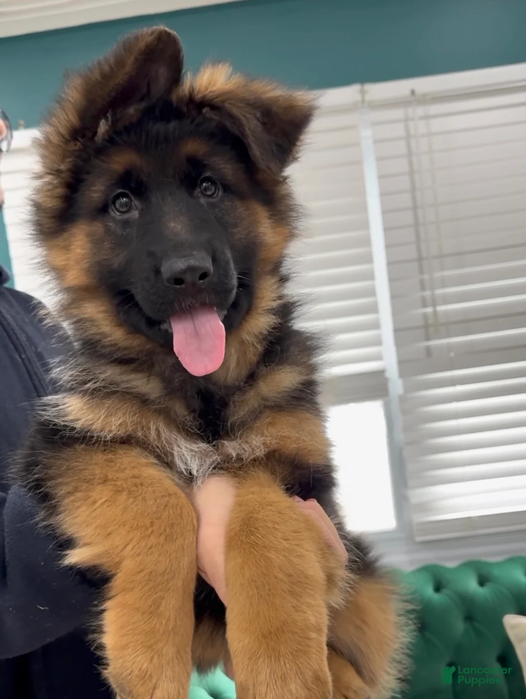 German Shepherd dogs for sale: Sugar - Ad 7