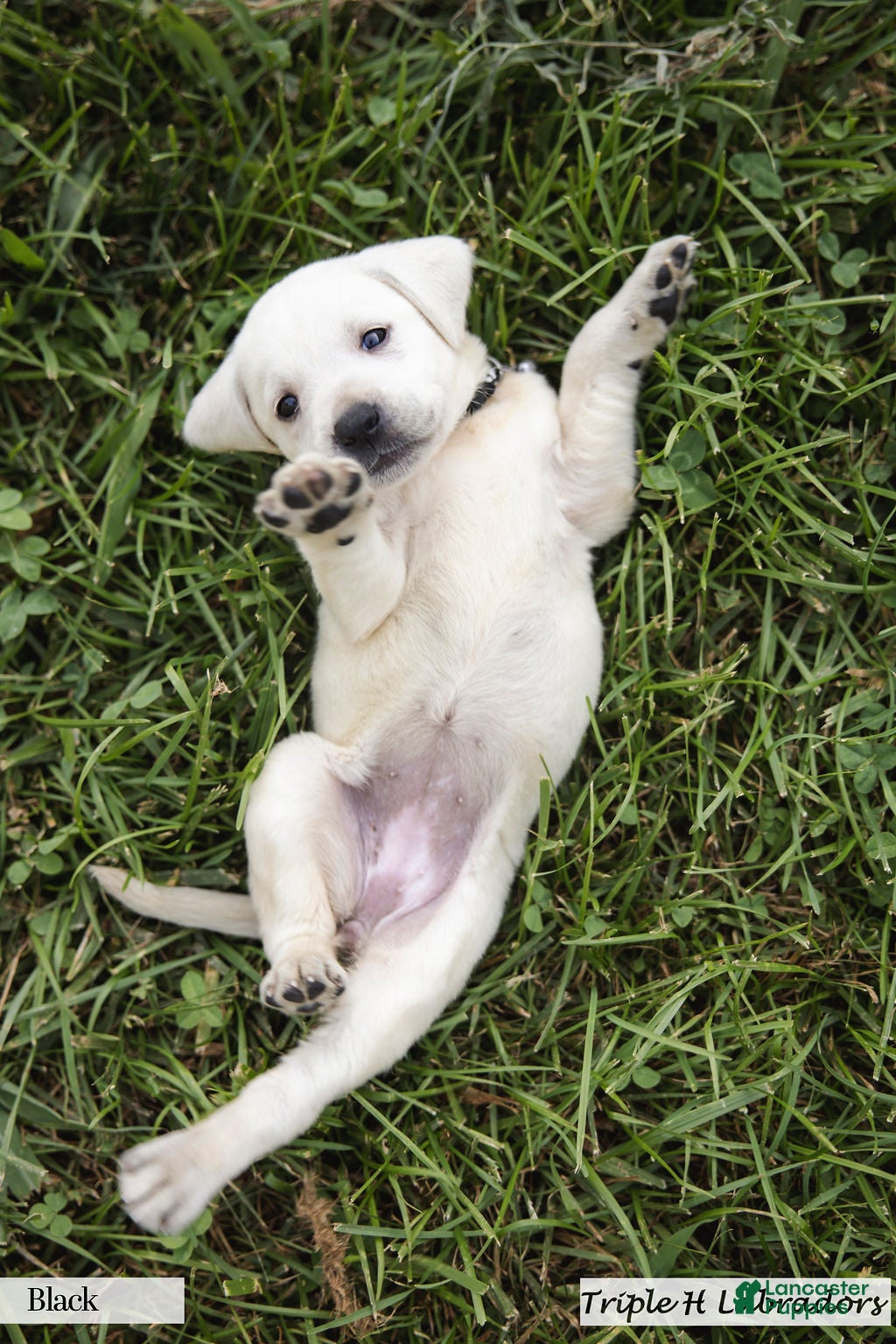 Labrador Retriever dogs Black Collar - Ad 2