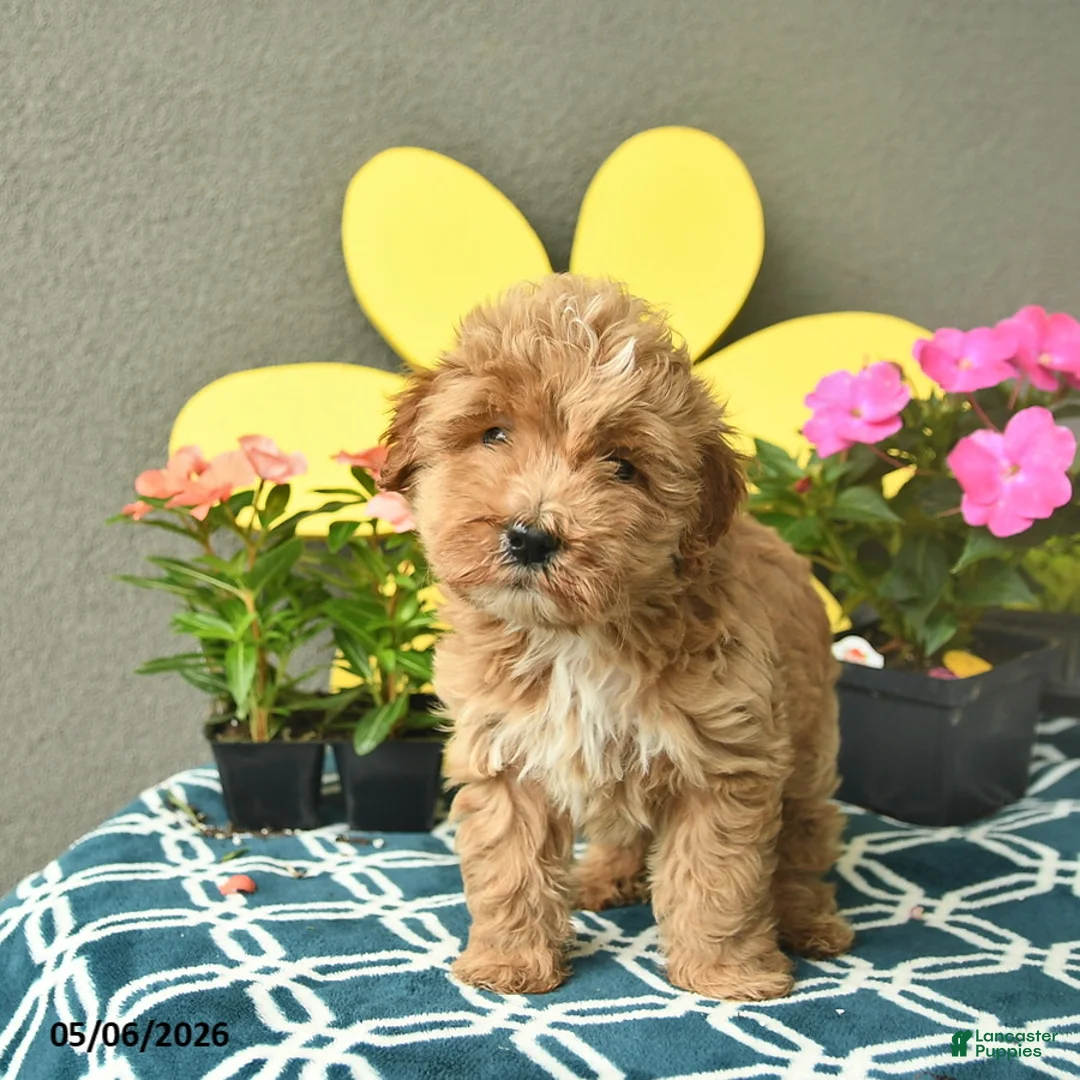 Mini Goldendoodle dogs for sale: Sunny  - Ad 2