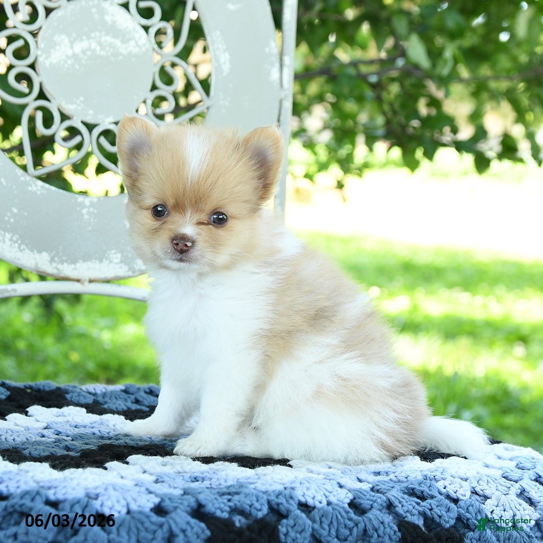 Pomeranian dogs for sale: Poppy - Ad 2