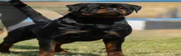 Rottweiler dogs for sale: Belize  - Ad 17