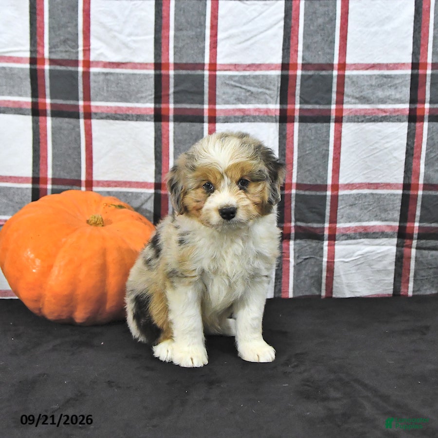 Mini Aussiedoodle dogs Dazzle  - Ad 1