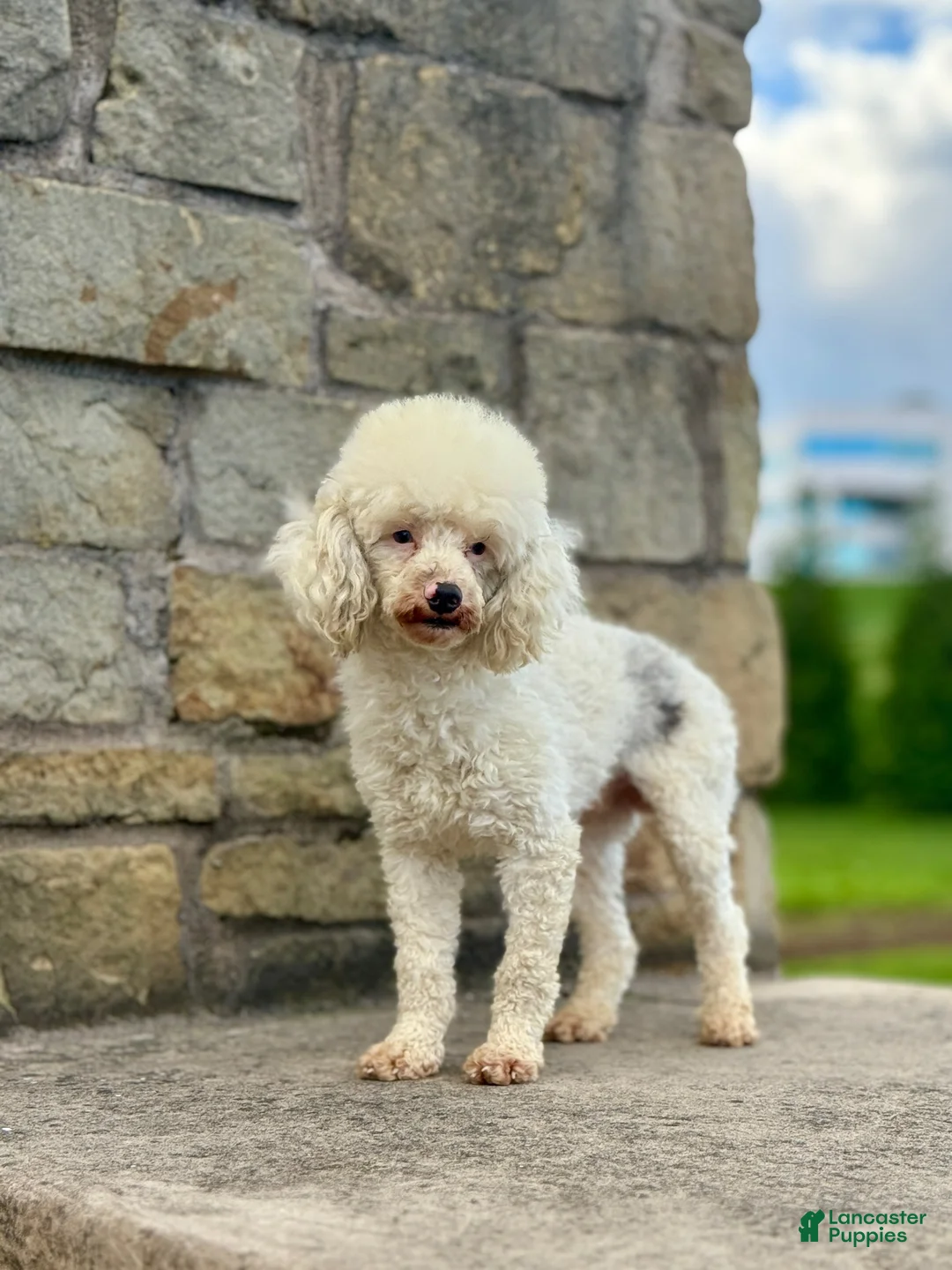 Havapoo dogs for sale: Elliott - Ad 7