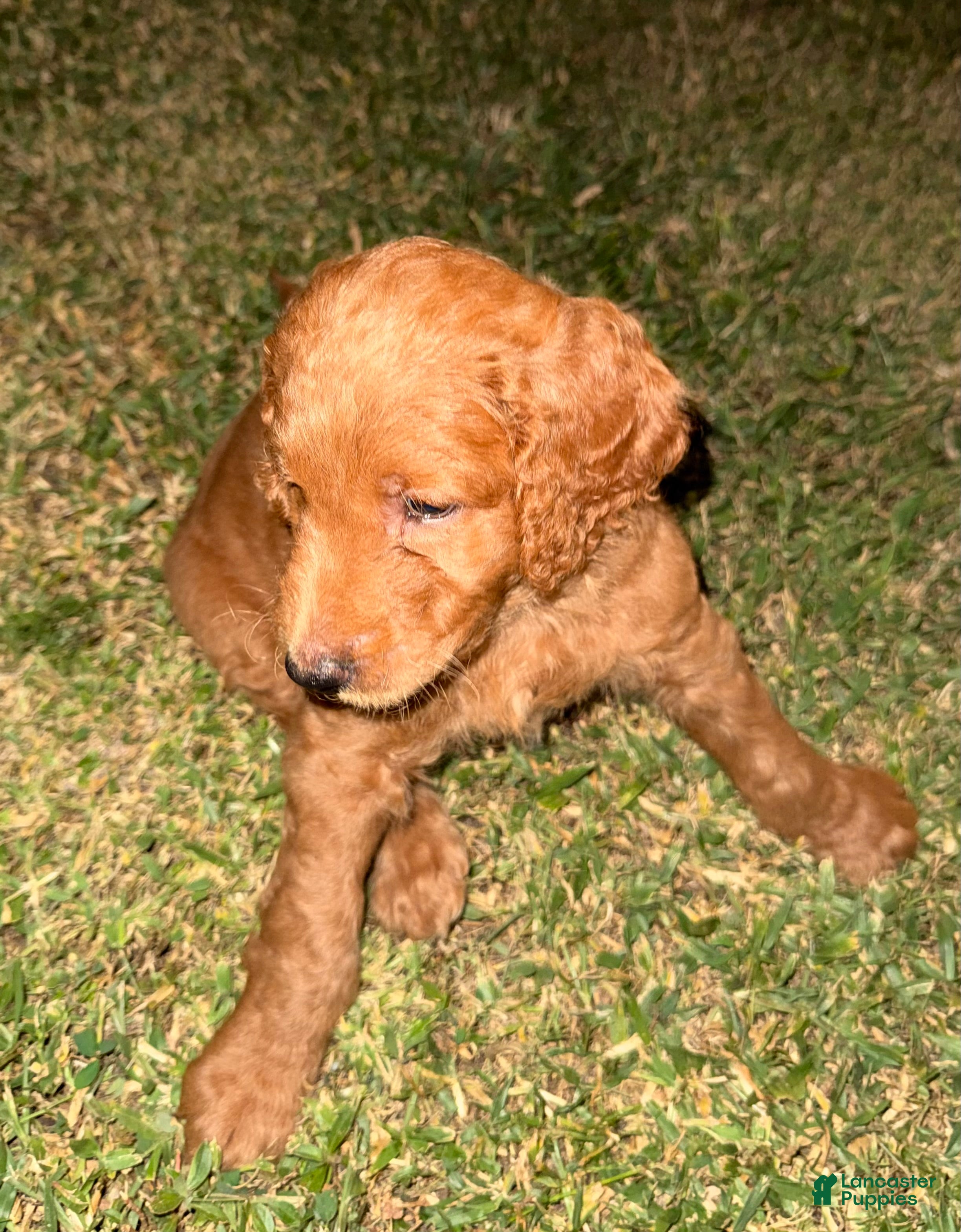 Goldendoodle dogs A.J - Ad 1