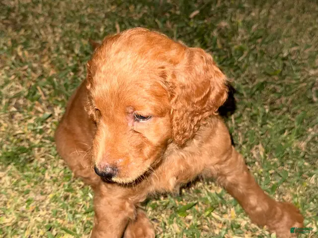 Goldendoodle dogs for sale: A.J - Ad 16