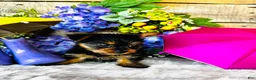 Yorkshire Terrier dogs for sale: GiGi - Ad 10