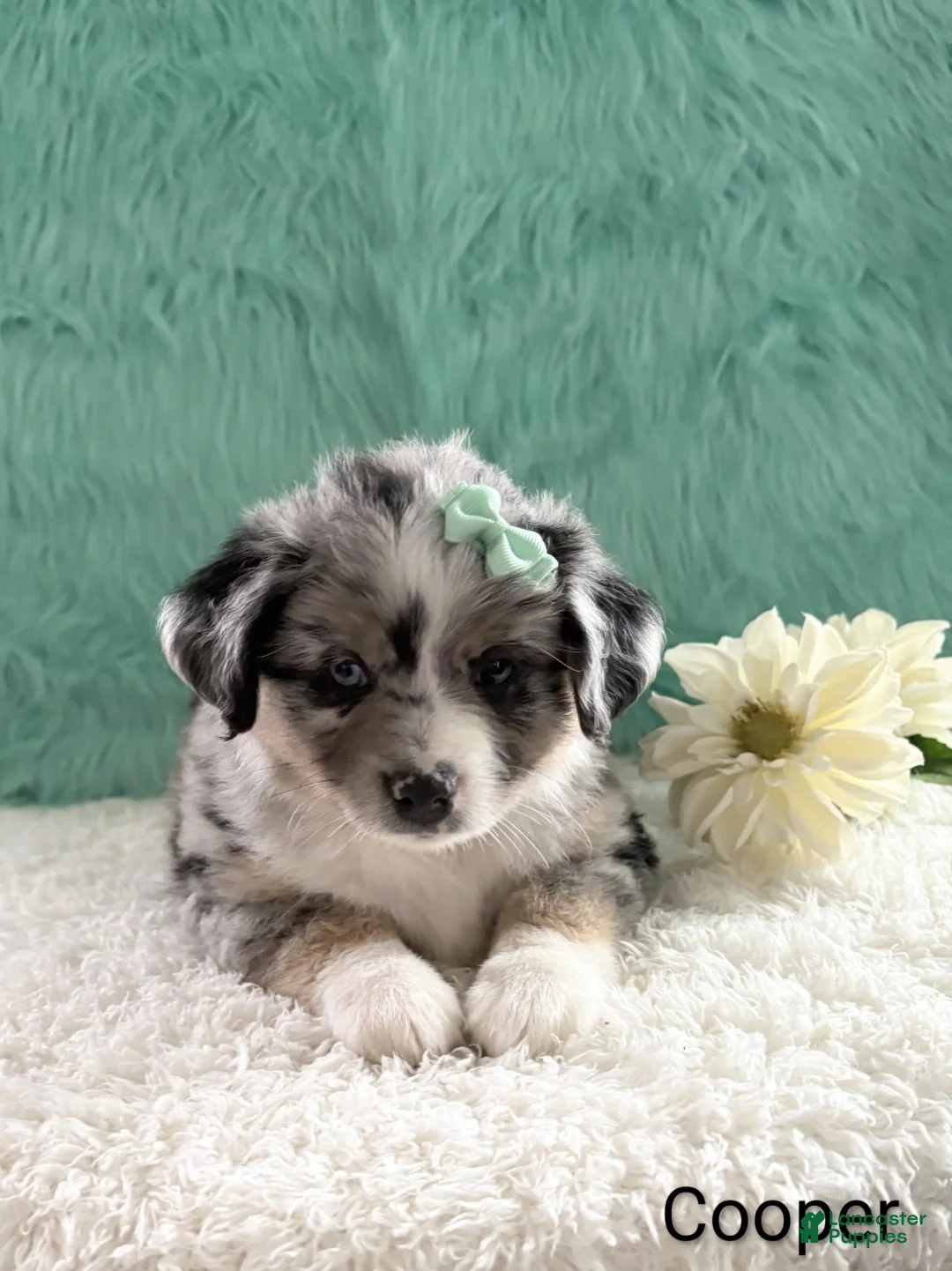 Miniature Australian Shepherd dogs for sale: Cooper - Ad 1