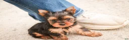 Yorkshire Terrier dogs for sale: Buckskin - Ad 8