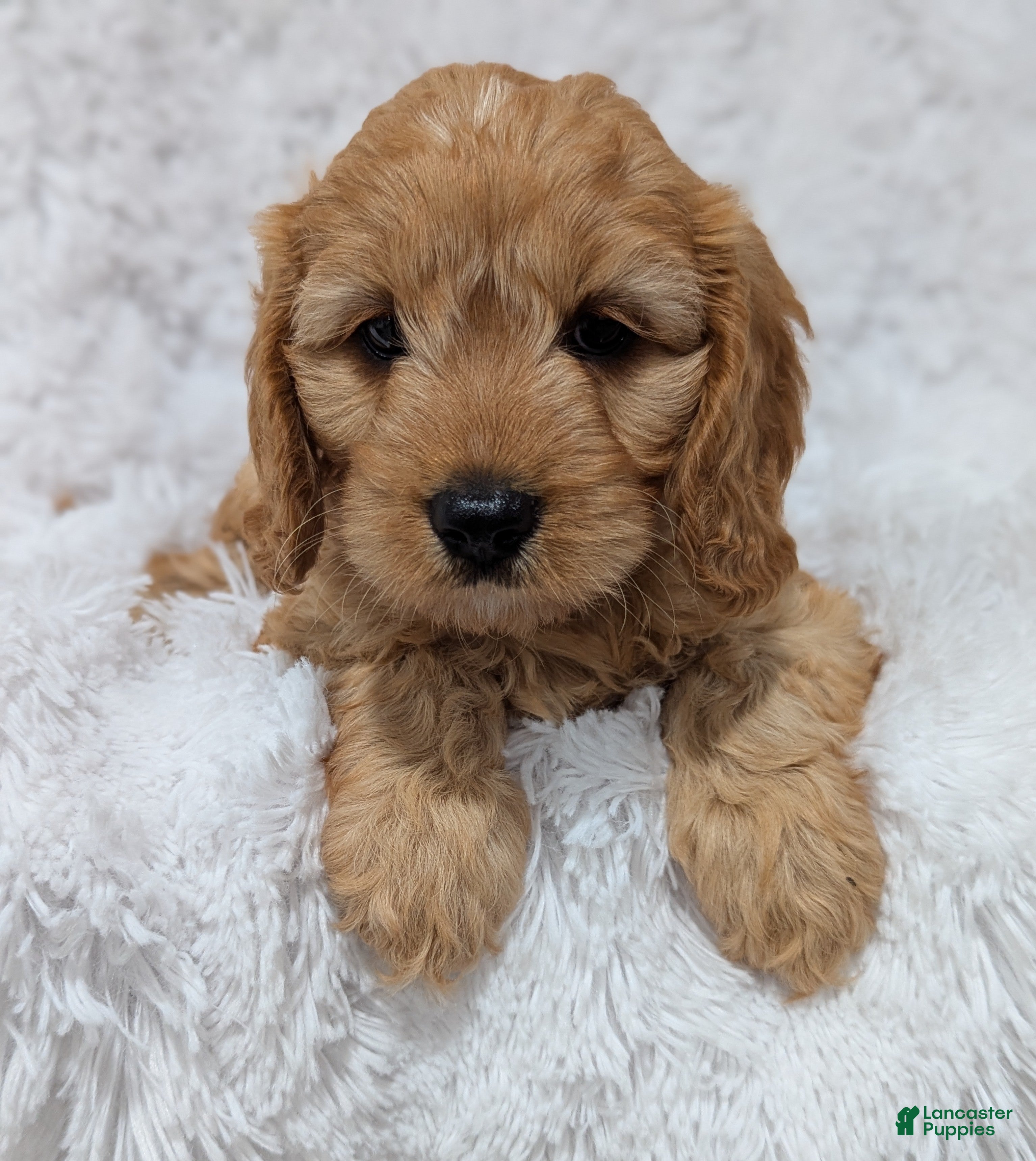 Cavapoo dogs Kobie - Ad 1