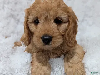 Cavapoo dogs for sale: Kobie - Ad 3