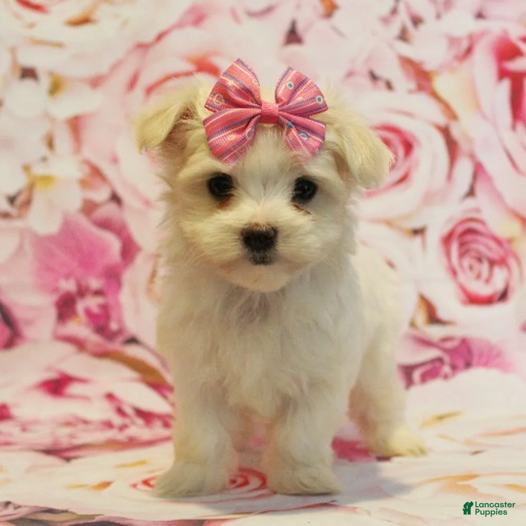 Maltese dogs for sale: Brooke - Ad 2
