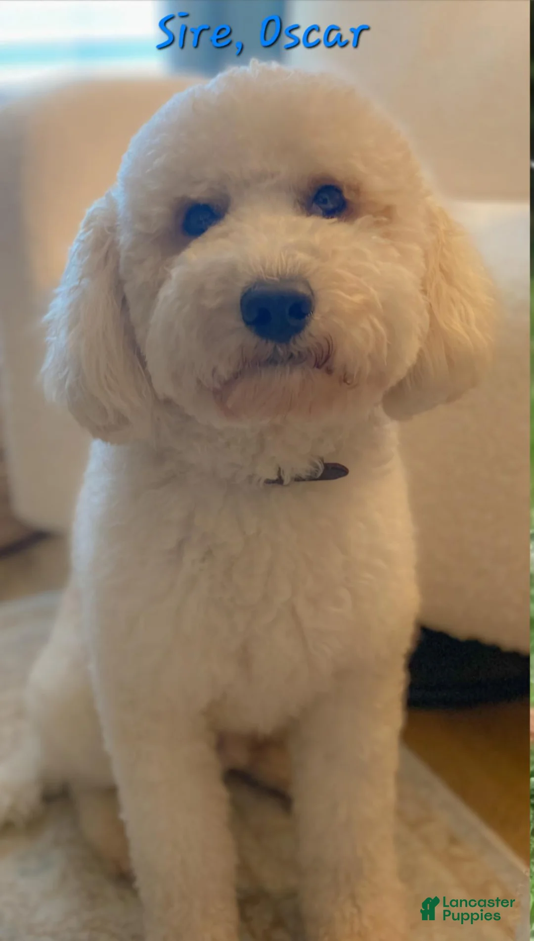 Goldendoodle dogs for sale: Mini Goldendoodle 8 - Ad 9