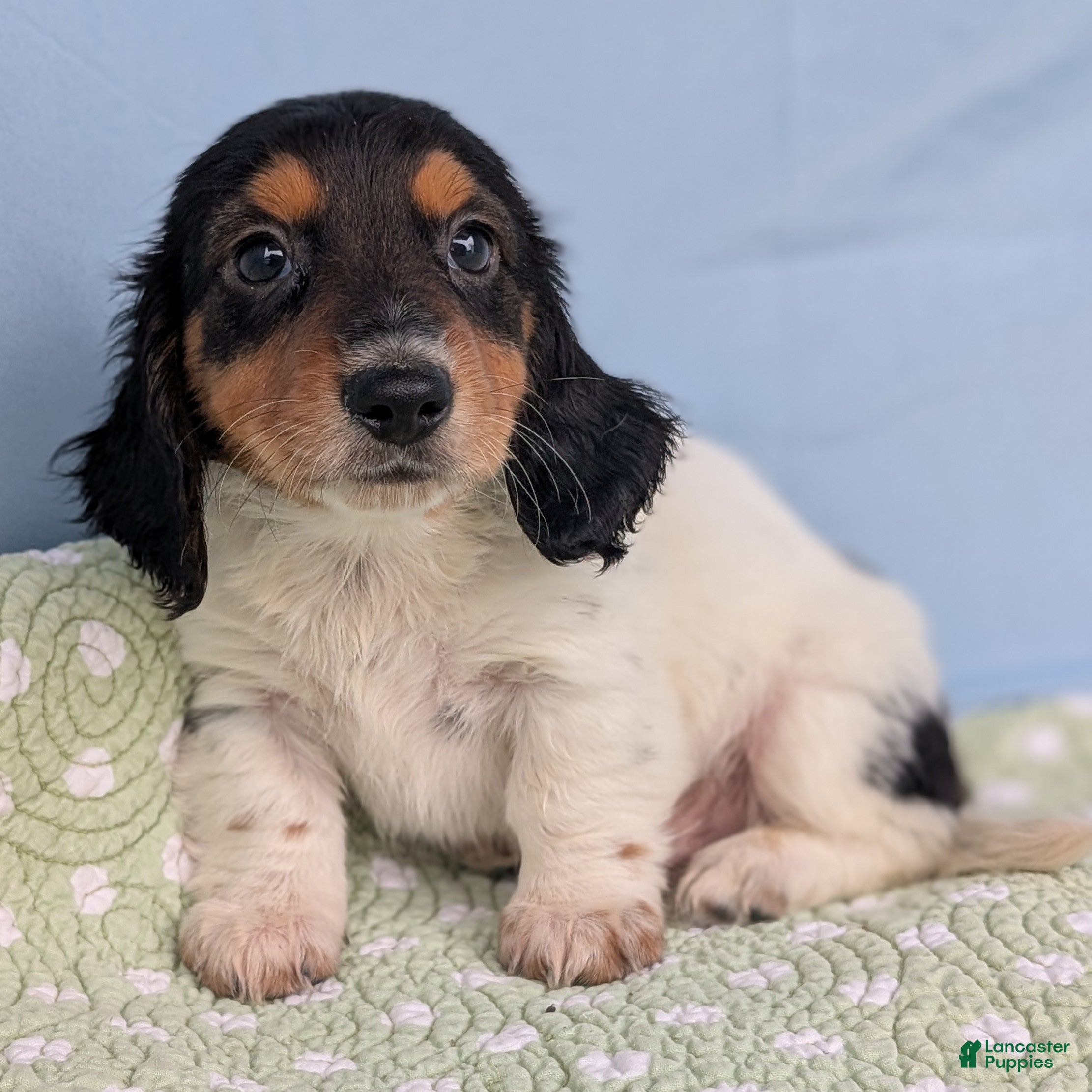 Miniature Dachshund dogs Pie - Ad 25