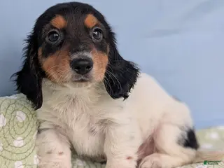 Miniature Dachshund dogs Pie - Ad 37