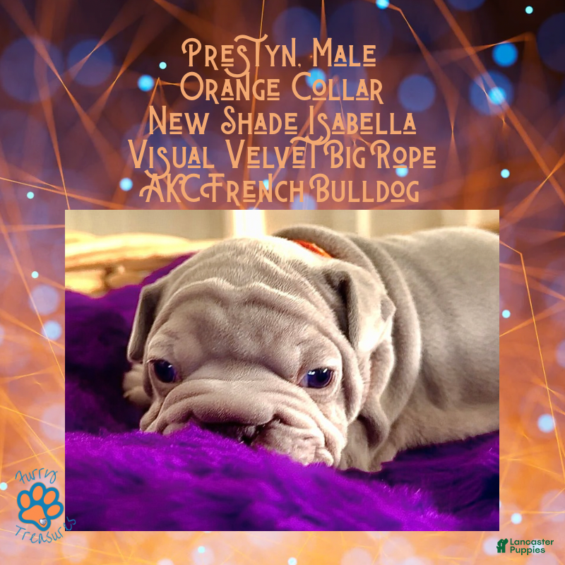 French Bulldog dogs Prestyn “Orange” Collar Male - Ad 39