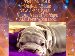 French Bulldog dogs Prestyn “Orange” Collar Male - Ad 39