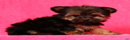 Yorkshire Terrier dogs for sale: Jody - Ad 9