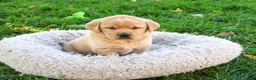 Goldador dogs for sale: Evander - Ad 2