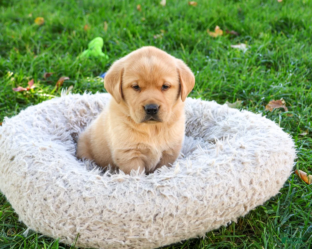 Goldador dogs for sale: Evander - Ad 2