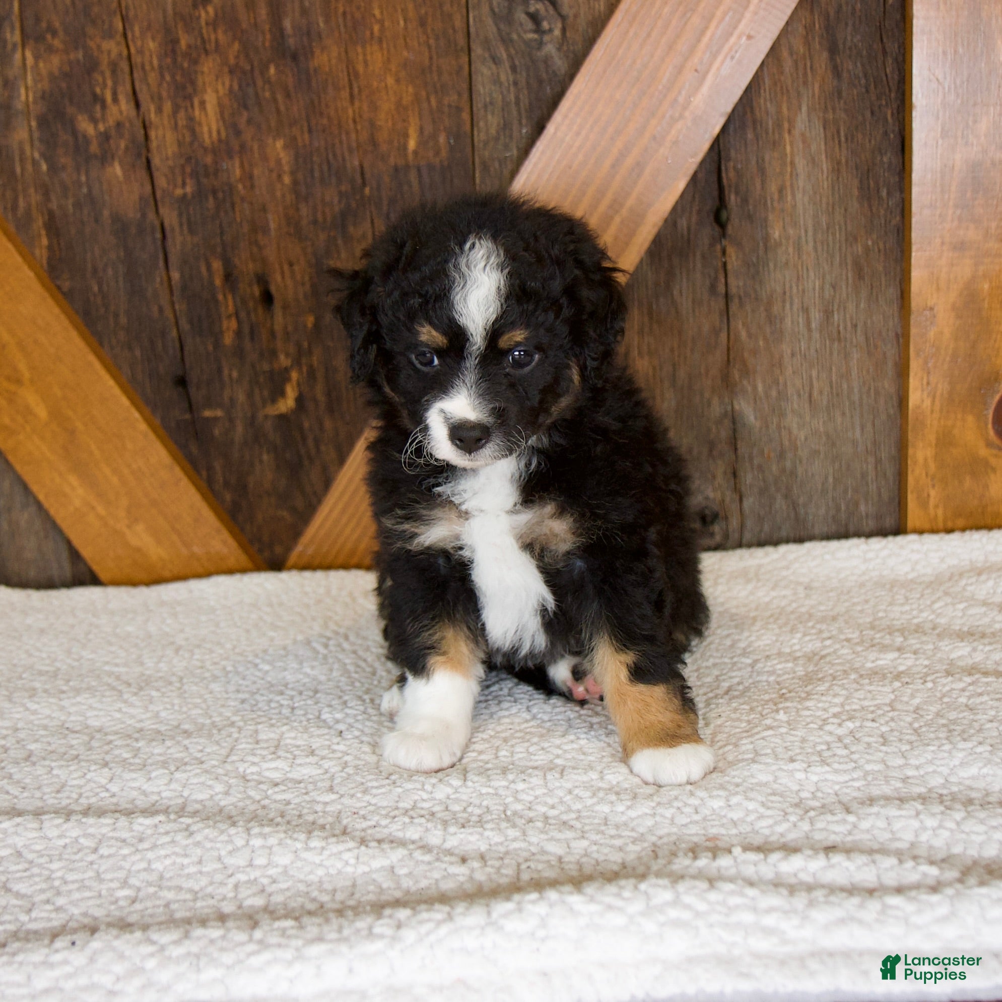 Mini Bernedoodle dogs Princess - Ad 1
