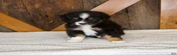 Mini Bernedoodle dogs for sale: Princess - Ad 1