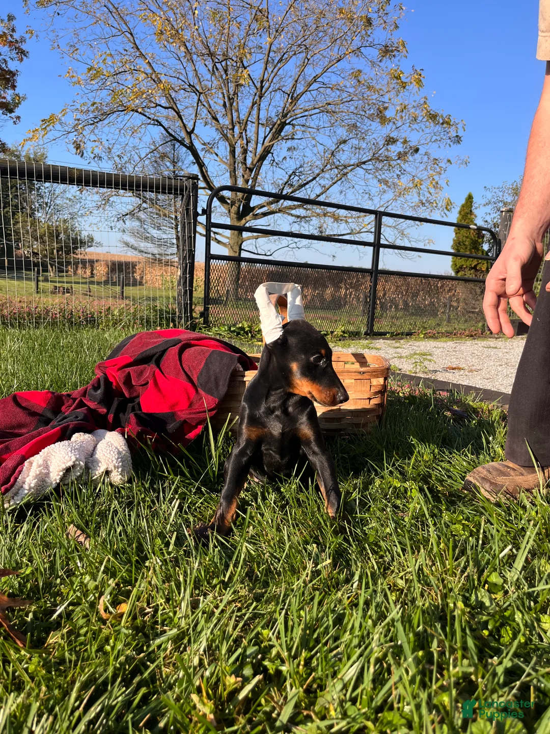 Doberman Pinscher dogs for sale: Alpha queen❤️Akc Champion Bloodlines - Ad 2