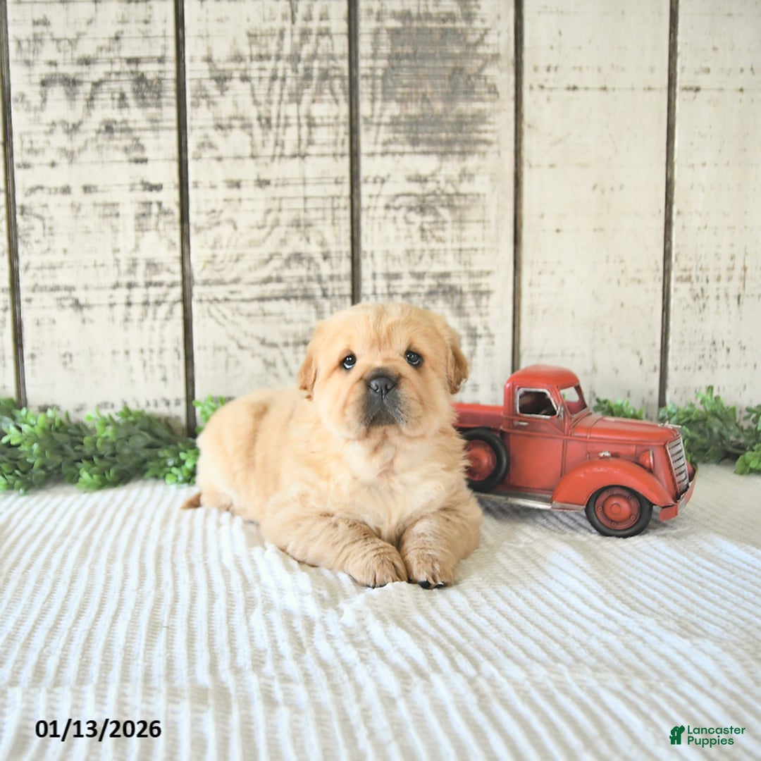 Mini Hippo dogs for sale: Delaney - Ad 5