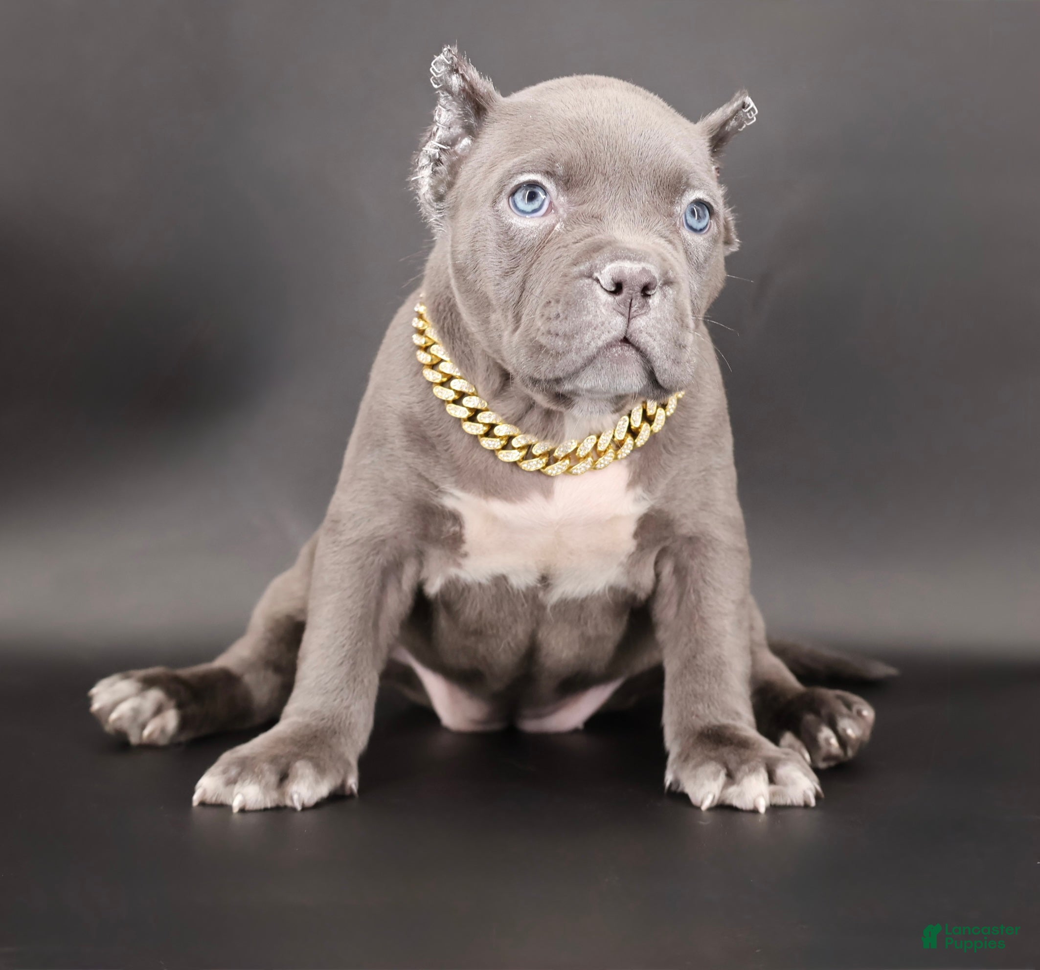 American Bully dogs Unity - Ad 37
