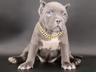 American Bully dogs Unity - Ad 37