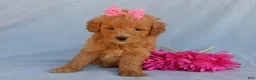 Mini Goldendoodle dogs for sale: Abby - Ad 3