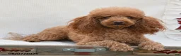 Mini Goldendoodle dogs for sale: Maggie - Ad 5