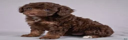 Cockapoo dogs for sale: Judy - Ad 3