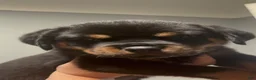 Rottweiler dogs for sale: Rottweiler 1 - Ad 3