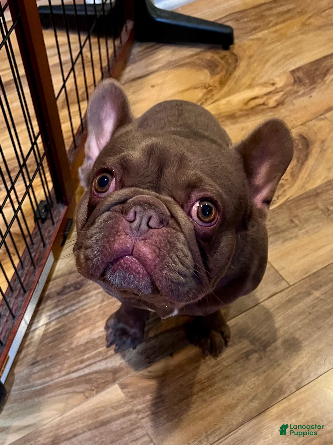 French Bulldog dogs for sale: Brownie - Ad 8