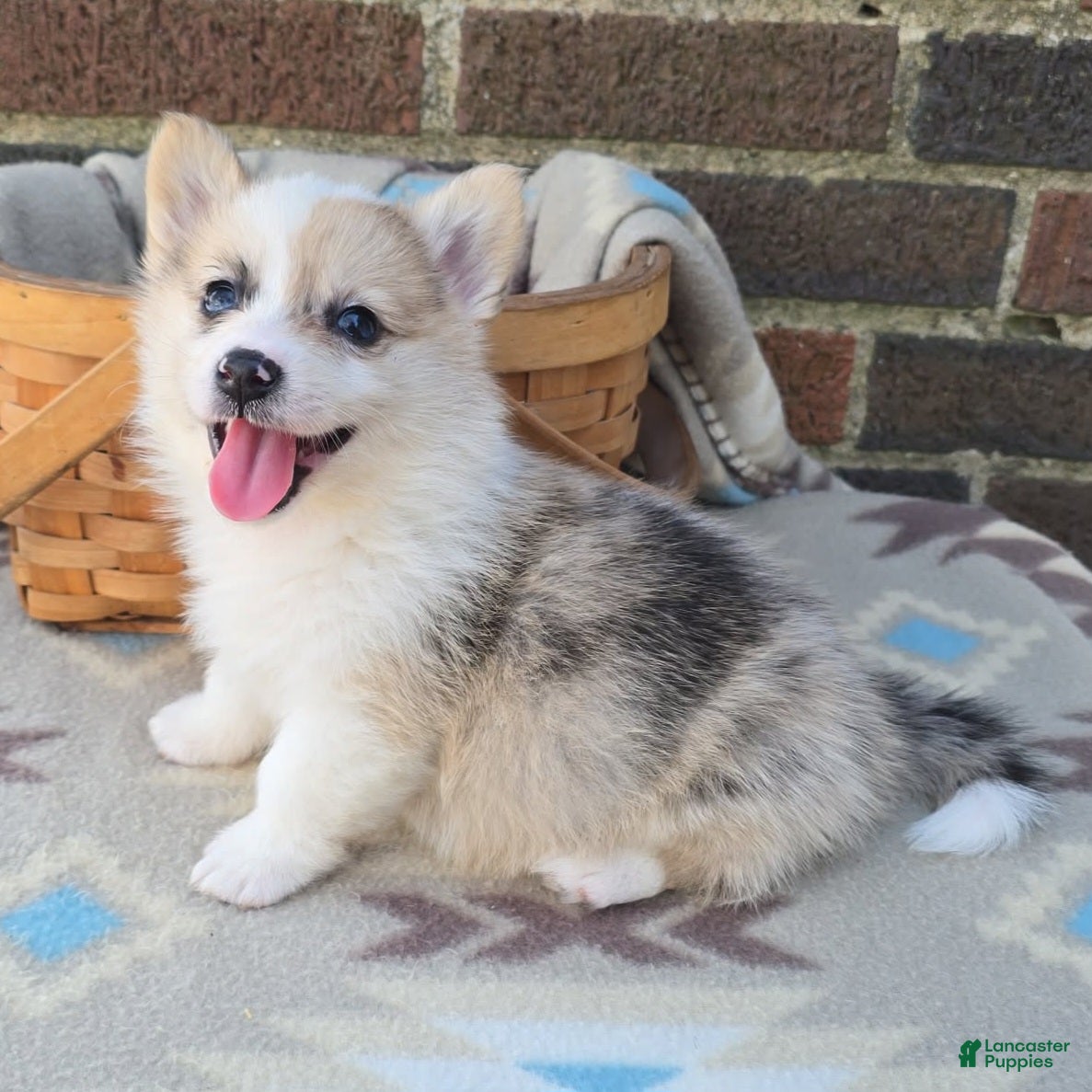 Welsh Corgi Pembroke dogs Welsh Corgi Pembroke Puppy 6 - Ad 2