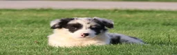 Border Collie dogs for sale: Denim - Ad 4