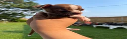 Chihuahua dogs for sale: Chihuahua 1 - Ad 4