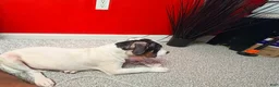 Mixed Breed dogs for sale: Mixed Breed 3 - Ad 13