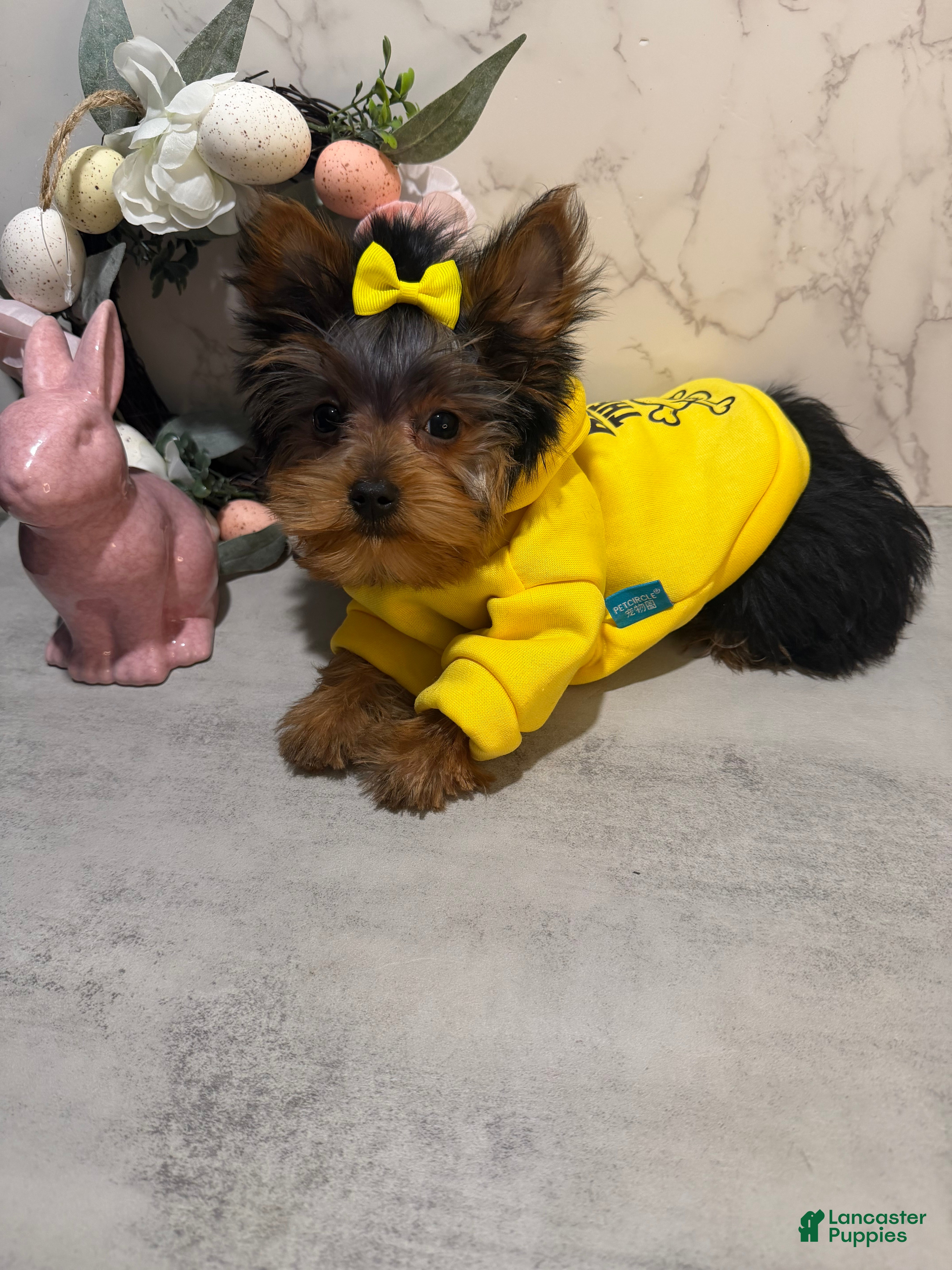 Yorkshire Terrier dogs Jack SALE - Ad 1