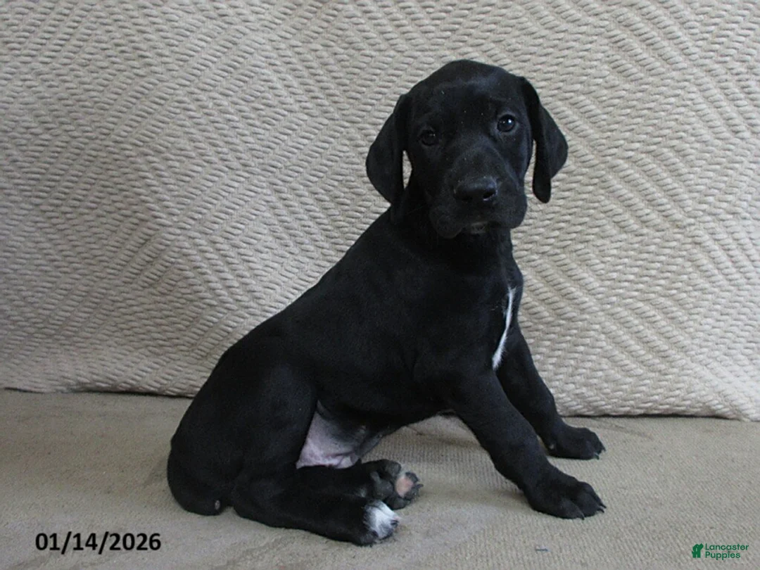 German Shorthaired Pointer dogs for sale: Nicholas - Ad 1