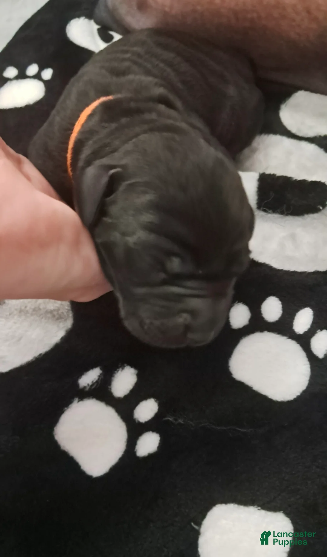 Labrador Retriever dogs for sale: Labrador Retriever 7 - Ad 1