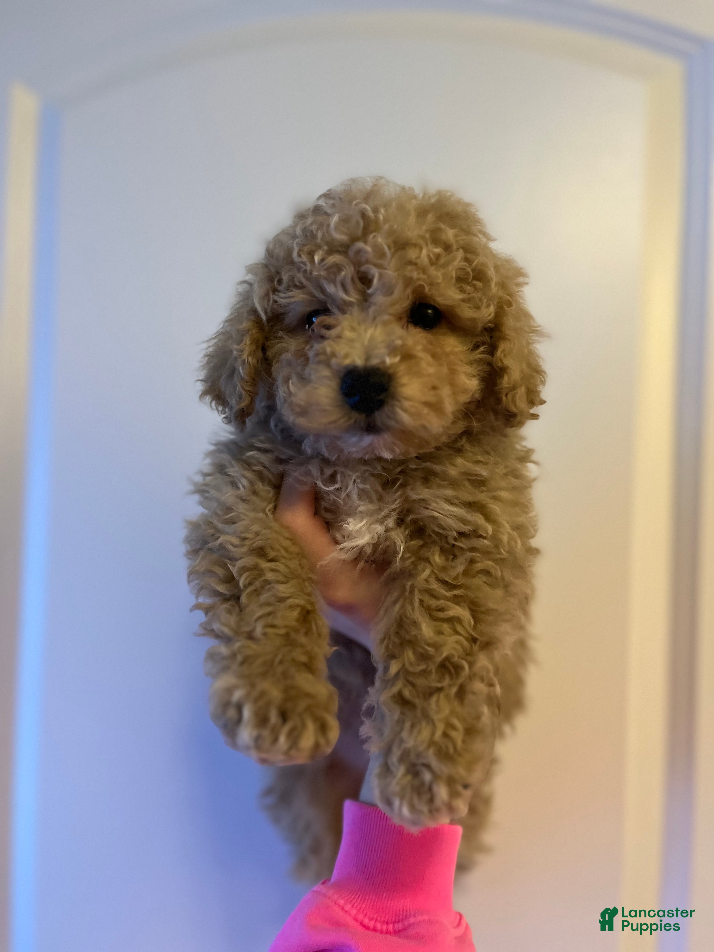Mini Goldendoodle dogs Louie - Ad 18
