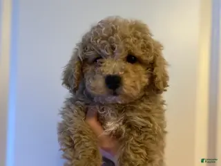 Mini Goldendoodle dogs Louie - Ad 18