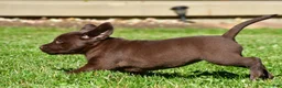 Labrador Retriever dogs for sale: Chino - Ad 12