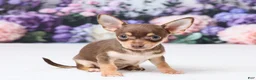 Chihuahua dogs for sale: Peanut - Ad 3