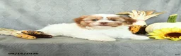 Shorkie dogs for sale: Musketeer - Ad 3