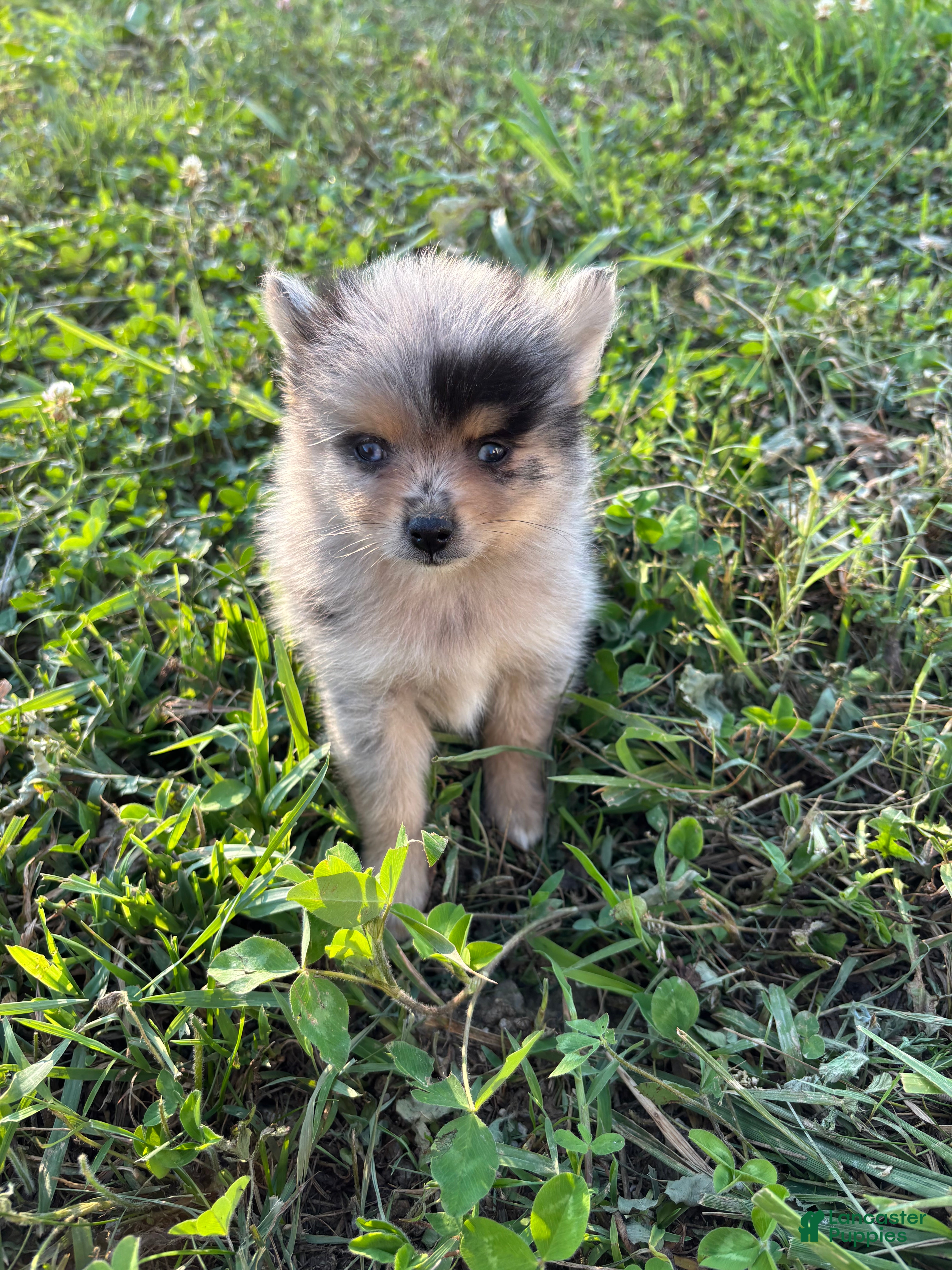 Pomsky dogs Mickey  - Ad 1